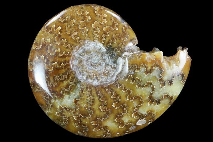 Polished, Agatized Ammonite (Cleoniceras) - Madagascar #97262